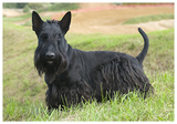 detailMain_scottish-terrier.png