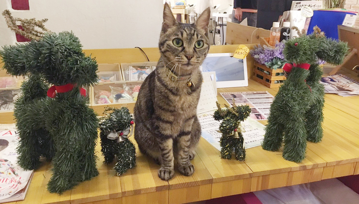 美容室の猫