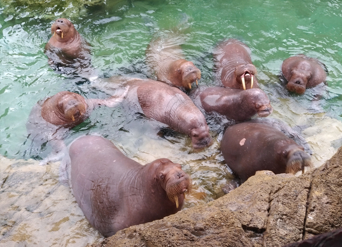 長隆海洋王国のセイウチ