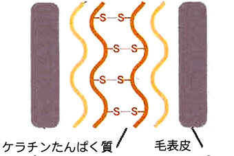 加水分解ケラチン-1