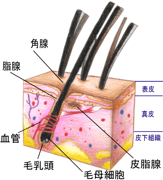 毛根の図解