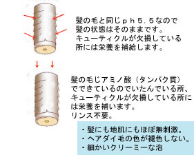 キューティクル